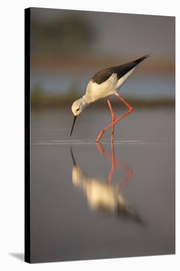 Blackwinged stilt (Himantopus himantopus), Zimanga private game reserve, KwaZulu-Natal, South Afric-Ann and Steve Toon-Stretched Canvas