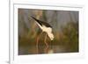 Blackwinged stilt (Himantopus himantopus), Zimanga private game reserve, KwaZulu-Natal, South Afric-Ann and Steve Toon-Framed Photographic Print