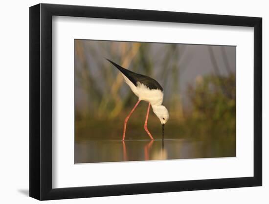 Blackwinged stilt (Himantopus himantopus), Zimanga private game reserve, KwaZulu-Natal, South Afric-Ann and Steve Toon-Framed Photographic Print