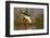 Blackwinged stilt (Himantopus himantopus), Zimanga private game reserve, KwaZulu-Natal, South Afric-Ann and Steve Toon-Framed Photographic Print