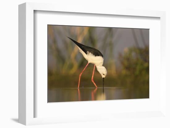 Blackwinged stilt (Himantopus himantopus), Zimanga private game reserve, KwaZulu-Natal, South Afric-Ann and Steve Toon-Framed Photographic Print