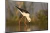 Blackwinged stilt (Himantopus himantopus), Zimanga private game reserve, KwaZulu-Natal, South Afric-Ann and Steve Toon-Mounted Photographic Print