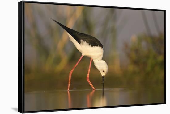 Blackwinged stilt (Himantopus himantopus), Zimanga private game reserve, KwaZulu-Natal, South Afric-Ann and Steve Toon-Framed Stretched Canvas