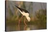 Blackwinged stilt (Himantopus himantopus), Zimanga private game reserve, KwaZulu-Natal, South Afric-Ann and Steve Toon-Stretched Canvas