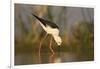 Blackwinged stilt (Himantopus himantopus), Zimanga private game reserve, KwaZulu-Natal, South Afric-Ann and Steve Toon-Framed Photographic Print