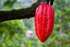 Cocoa Pod Red-blacqbook-Stretched Canvas