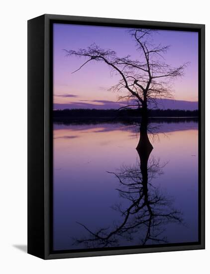 Bladcypress Tree at Sunset, Reelfoot National Wildlife Refuge, Tennessee, USA-Adam Jones-Framed Stretched Canvas