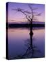 Bladcypress Tree at Sunset, Reelfoot National Wildlife Refuge, Tennessee, USA-Adam Jones-Stretched Canvas