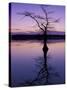 Bladcypress Tree at Sunset, Reelfoot National Wildlife Refuge, Tennessee, USA-Adam Jones-Stretched Canvas