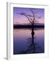 Bladcypress Tree at Sunset, Reelfoot National Wildlife Refuge, Tennessee, USA-Adam Jones-Framed Premium Photographic Print