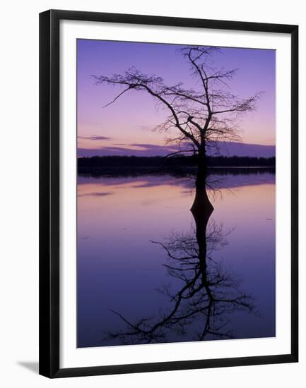 Bladcypress Tree at Sunset, Reelfoot National Wildlife Refuge, Tennessee, USA-Adam Jones-Framed Premium Photographic Print