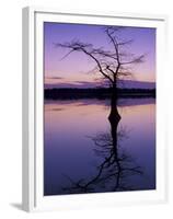 Bladcypress Tree at Sunset, Reelfoot National Wildlife Refuge, Tennessee, USA-Adam Jones-Framed Premium Photographic Print