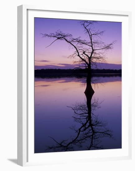 Bladcypress Tree at Sunset, Reelfoot National Wildlife Refuge, Tennessee, USA-Adam Jones-Framed Premium Photographic Print