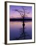 Bladcypress Tree at Sunset, Reelfoot National Wildlife Refuge, Tennessee, USA-Adam Jones-Framed Premium Photographic Print