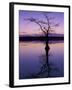 Bladcypress Tree at Sunset, Reelfoot National Wildlife Refuge, Tennessee, USA-Adam Jones-Framed Premium Photographic Print