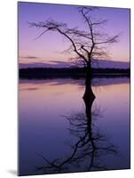 Bladcypress Tree at Sunset, Reelfoot National Wildlife Refuge, Tennessee, USA-Adam Jones-Mounted Premium Photographic Print