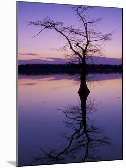 Bladcypress Tree at Sunset, Reelfoot National Wildlife Refuge, Tennessee, USA-Adam Jones-Mounted Premium Photographic Print