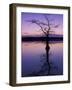 Bladcypress Tree at Sunset, Reelfoot National Wildlife Refuge, Tennessee, USA-Adam Jones-Framed Photographic Print