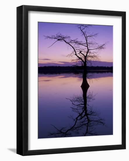 Bladcypress Tree at Sunset, Reelfoot National Wildlife Refuge, Tennessee, USA-Adam Jones-Framed Photographic Print