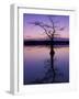 Bladcypress Tree at Sunset, Reelfoot National Wildlife Refuge, Tennessee, USA-Adam Jones-Framed Photographic Print