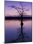 Bladcypress Tree at Sunset, Reelfoot National Wildlife Refuge, Tennessee, USA-Adam Jones-Mounted Photographic Print