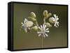 Bladder Campion (Silene Vulgaris), Waterton Lakes National Park, Alberta, Canada, North America-James Hager-Framed Stretched Canvas