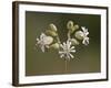 Bladder Campion (Silene Vulgaris), Waterton Lakes National Park, Alberta, Canada, North America-James Hager-Framed Photographic Print