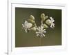 Bladder Campion (Silene Vulgaris), Waterton Lakes National Park, Alberta, Canada, North America-James Hager-Framed Photographic Print