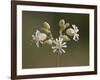 Bladder Campion (Silene Vulgaris), Waterton Lakes National Park, Alberta, Canada, North America-James Hager-Framed Photographic Print