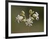 Bladder Campion (Silene Vulgaris), Waterton Lakes National Park, Alberta, Canada, North America-James Hager-Framed Photographic Print