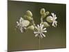 Bladder Campion (Silene Vulgaris), Waterton Lakes National Park, Alberta, Canada, North America-James Hager-Mounted Photographic Print