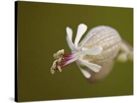 Bladder Campion (Silene Vulgaris), Waterton Lakes National Park, Alberta, Canada, North America-James Hager-Stretched Canvas