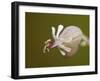 Bladder Campion (Silene Vulgaris), Waterton Lakes National Park, Alberta, Canada, North America-James Hager-Framed Photographic Print