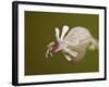 Bladder Campion (Silene Vulgaris), Waterton Lakes National Park, Alberta, Canada, North America-James Hager-Framed Photographic Print