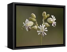 Bladder Campion (Silene Vulgaris), Waterton Lakes National Park, Alberta, Canada, North America-James Hager-Framed Stretched Canvas