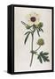 Bladder Hibiscus-William Curtis-Framed Stretched Canvas