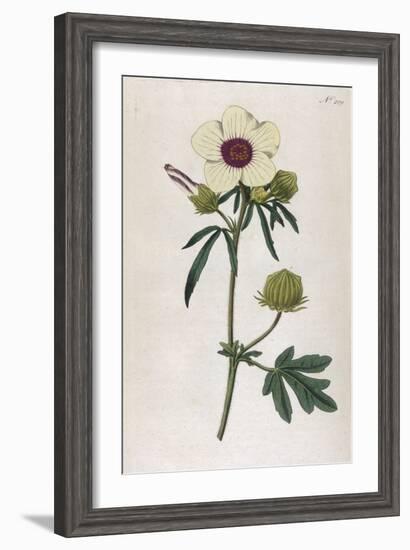 Bladder Hibiscus-William Curtis-Framed Art Print