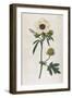 Bladder Hibiscus-William Curtis-Framed Art Print