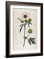 Bladder Hibiscus-William Curtis-Framed Art Print