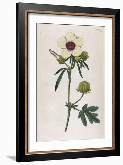 Bladder Hibiscus-William Curtis-Framed Art Print