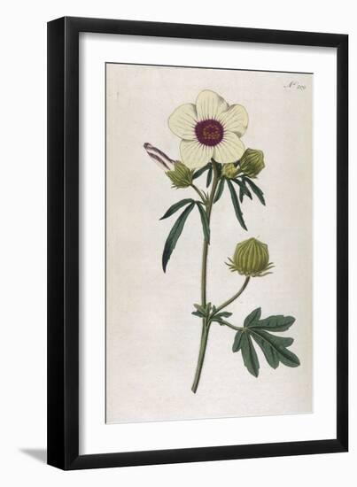 Bladder Hibiscus-William Curtis-Framed Art Print