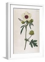 Bladder Hibiscus-William Curtis-Framed Art Print