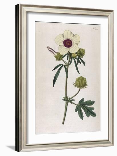 Bladder Hibiscus-William Curtis-Framed Art Print