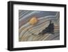 Bladder Wrack (Fucus Vesiculosus) and Sandstone Patterns-Peter Barritt-Framed Photographic Print