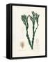 Bladder Wrack (Fucus Vesiculosus) Medical Botany-John Stephenson and James Morss Churchill-Framed Stretched Canvas