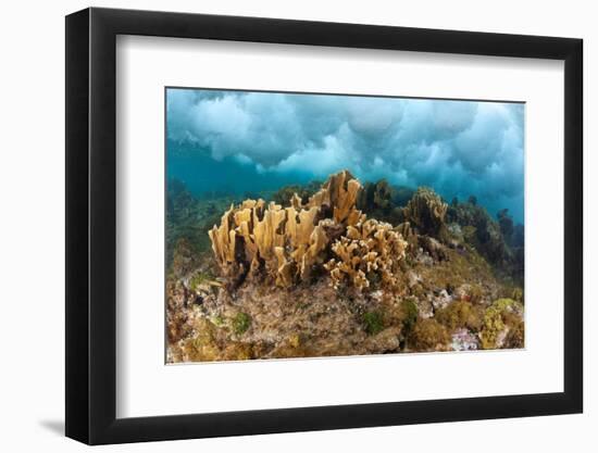 Blade fire coral colonies breaking wave, Honduras-Claudio Contreras-Framed Photographic Print