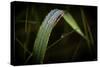 Blade of Grass with Dew Drops-Gordon Semmens-Stretched Canvas
