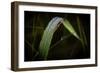 Blade of Grass with Dew Drops-Gordon Semmens-Framed Photographic Print