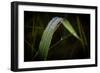 Blade of Grass with Dew Drops-Gordon Semmens-Framed Photographic Print