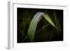 Blade of Grass with Dew Drops-Gordon Semmens-Framed Photographic Print